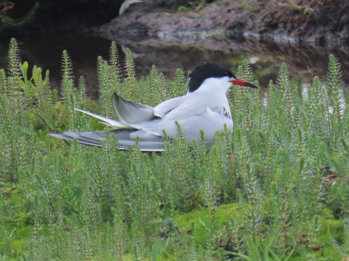 Common Tern - ML620697396