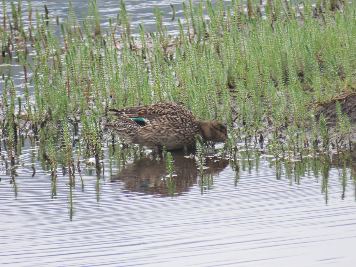 Green-winged Teal - ML620697398