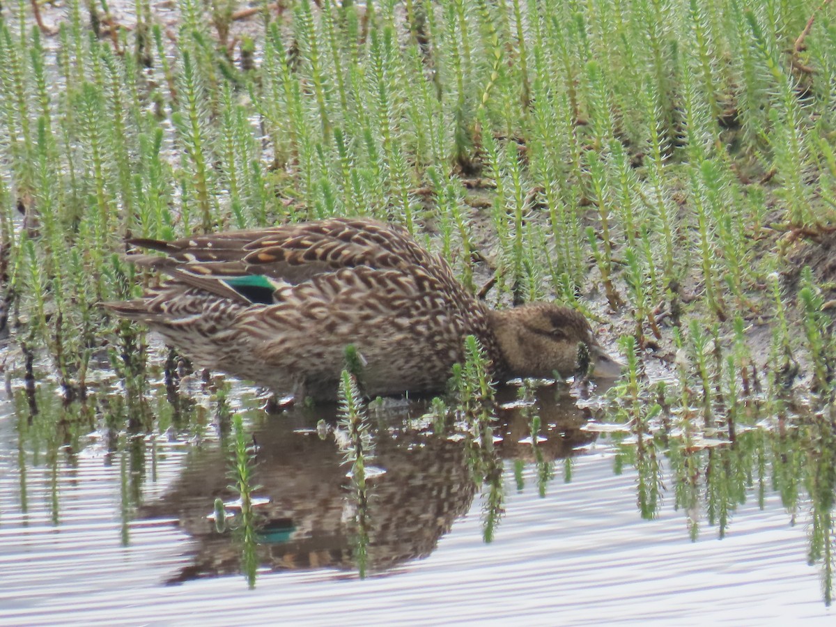 Green-winged Teal - ML620697399