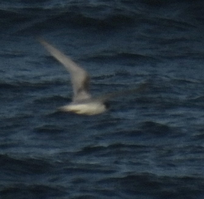 White-fronted Tern - ML620697400