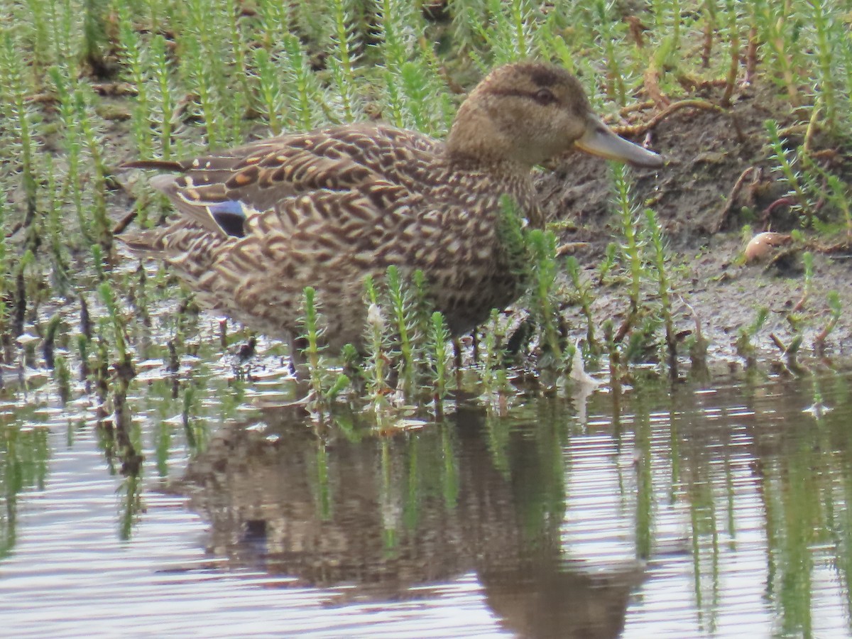 Green-winged Teal - ML620697401