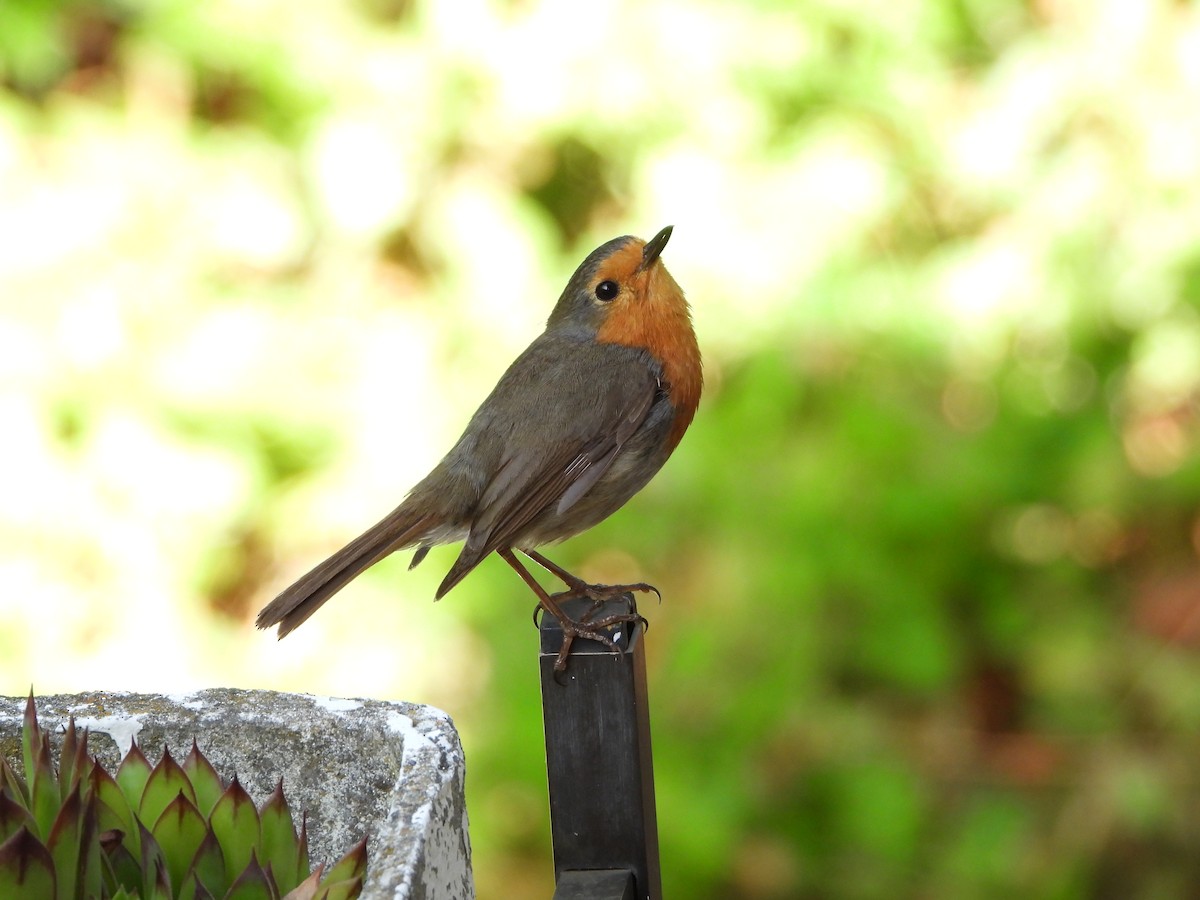 European Robin - ML620697402