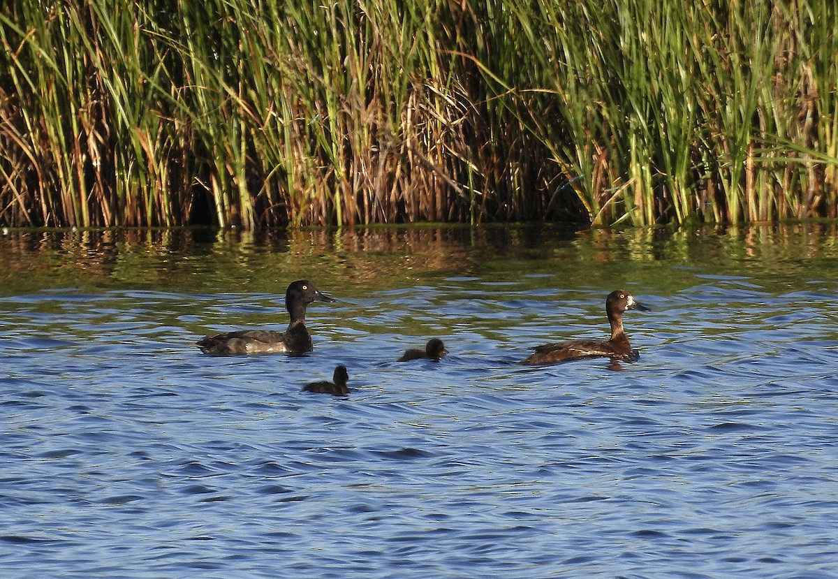 鳳頭潛鴨 - ML620697405