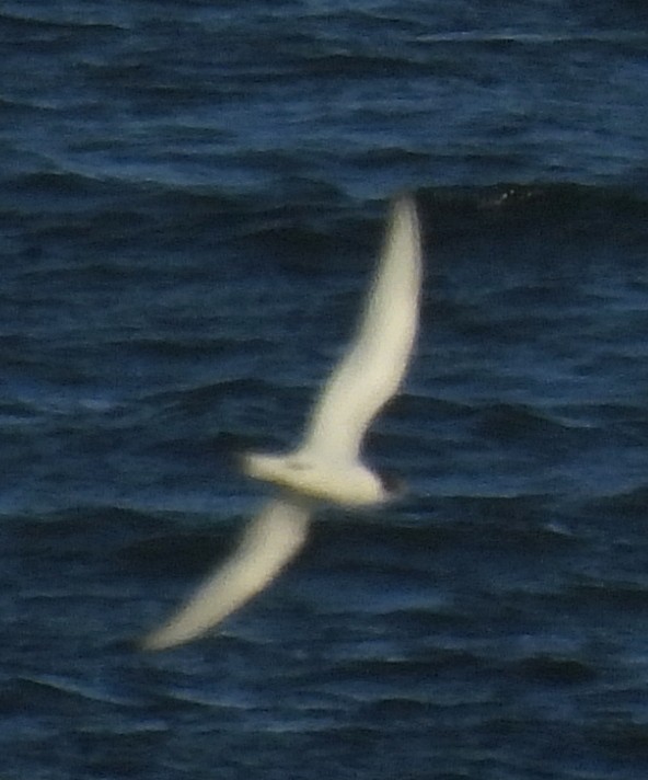 White-fronted Tern - ML620697406