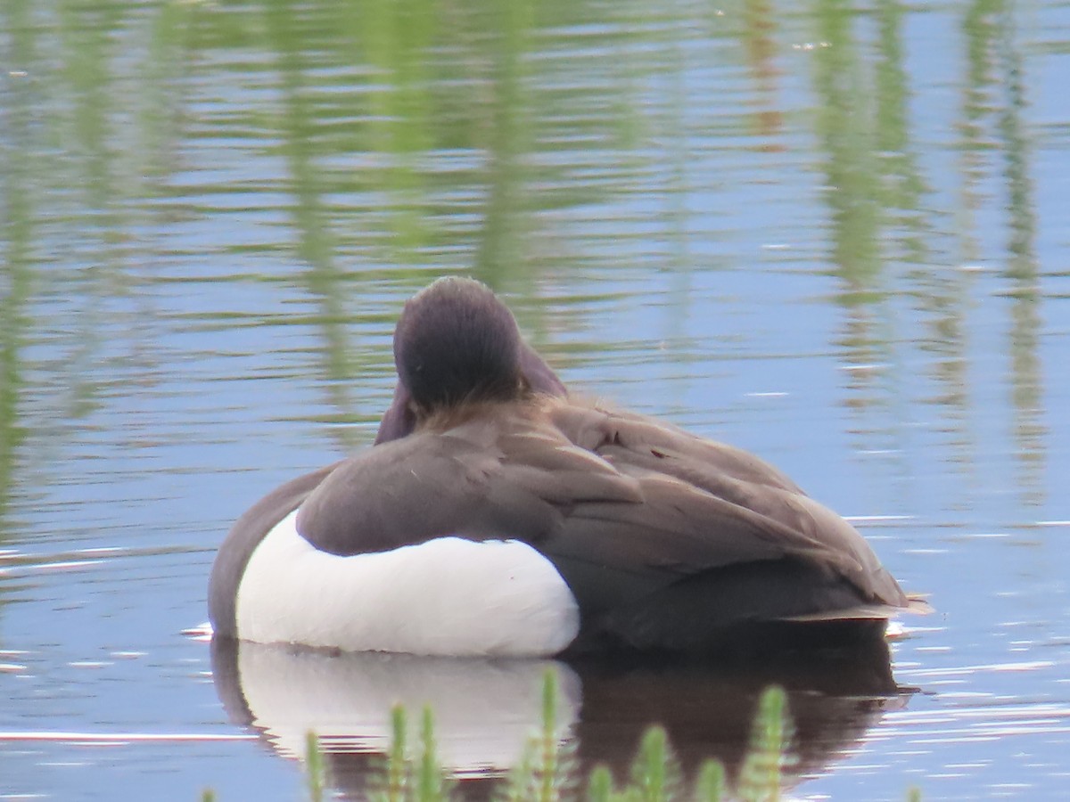 Tufted Duck - ML620697408