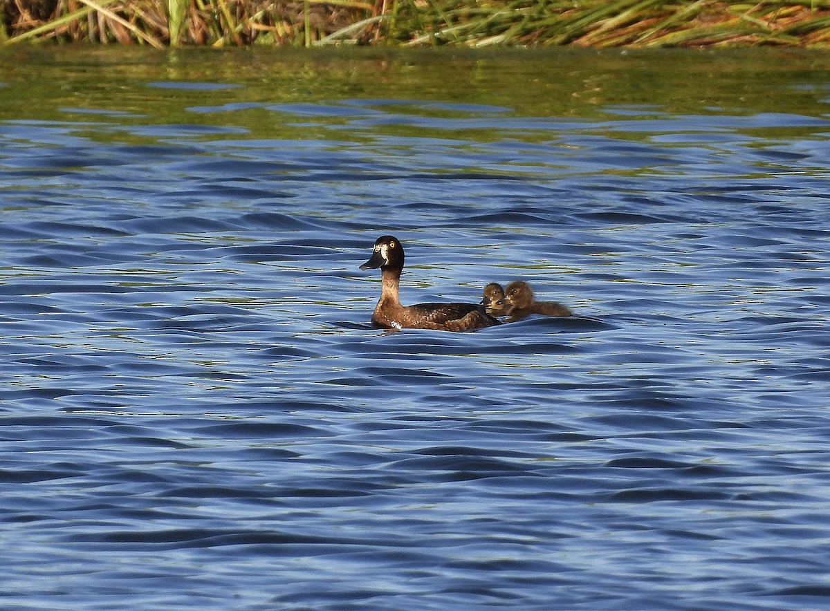 鳳頭潛鴨 - ML620697410