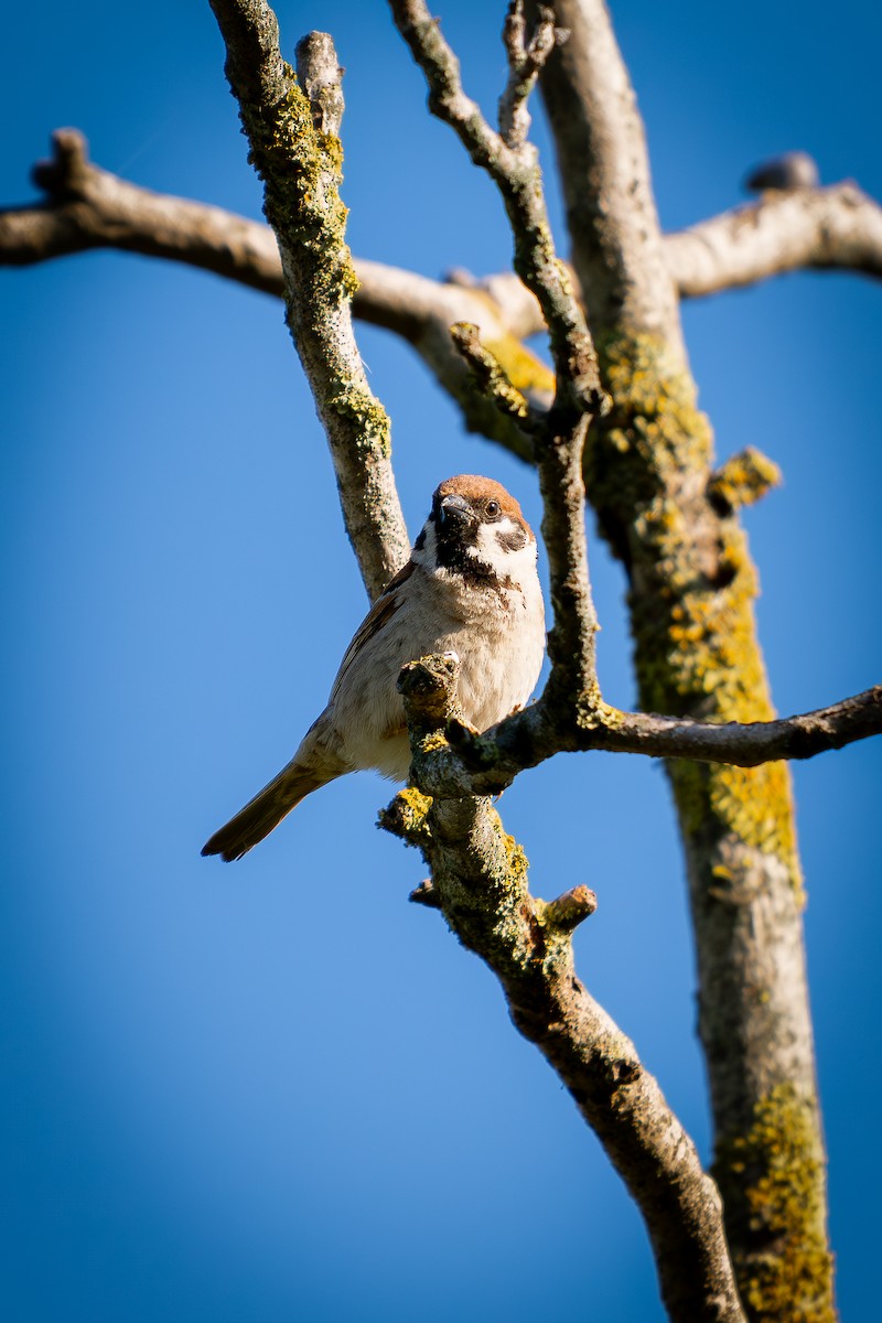 Moineau domestique - ML620697411