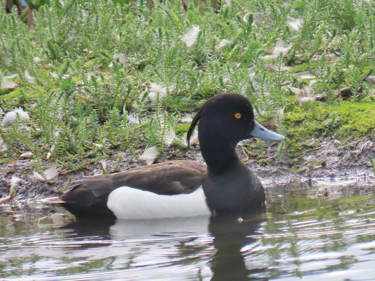 Tufted Duck - ML620697412