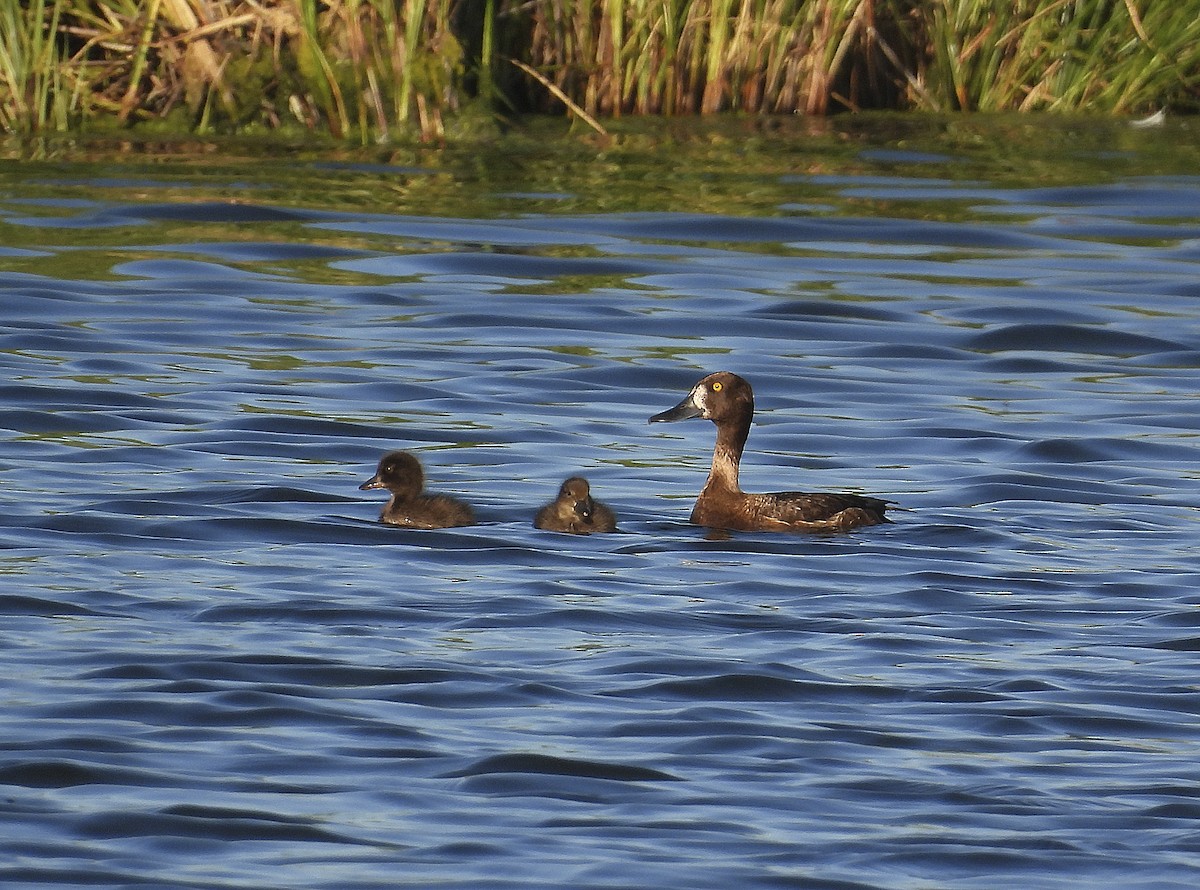 鳳頭潛鴨 - ML620697413