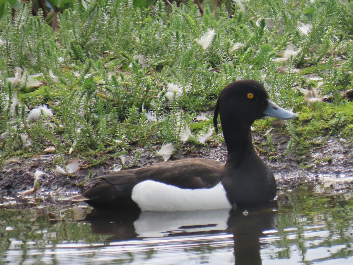 鳳頭潛鴨 - ML620697414