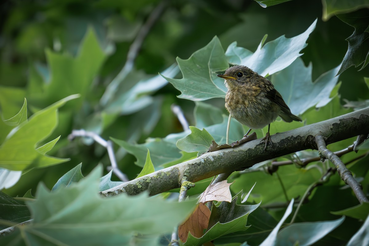 European Robin - ML620697415