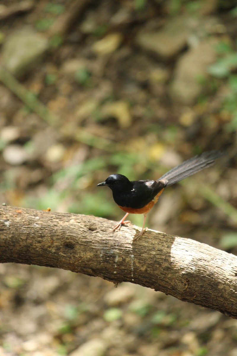 White-rumped Shama - ML620697416