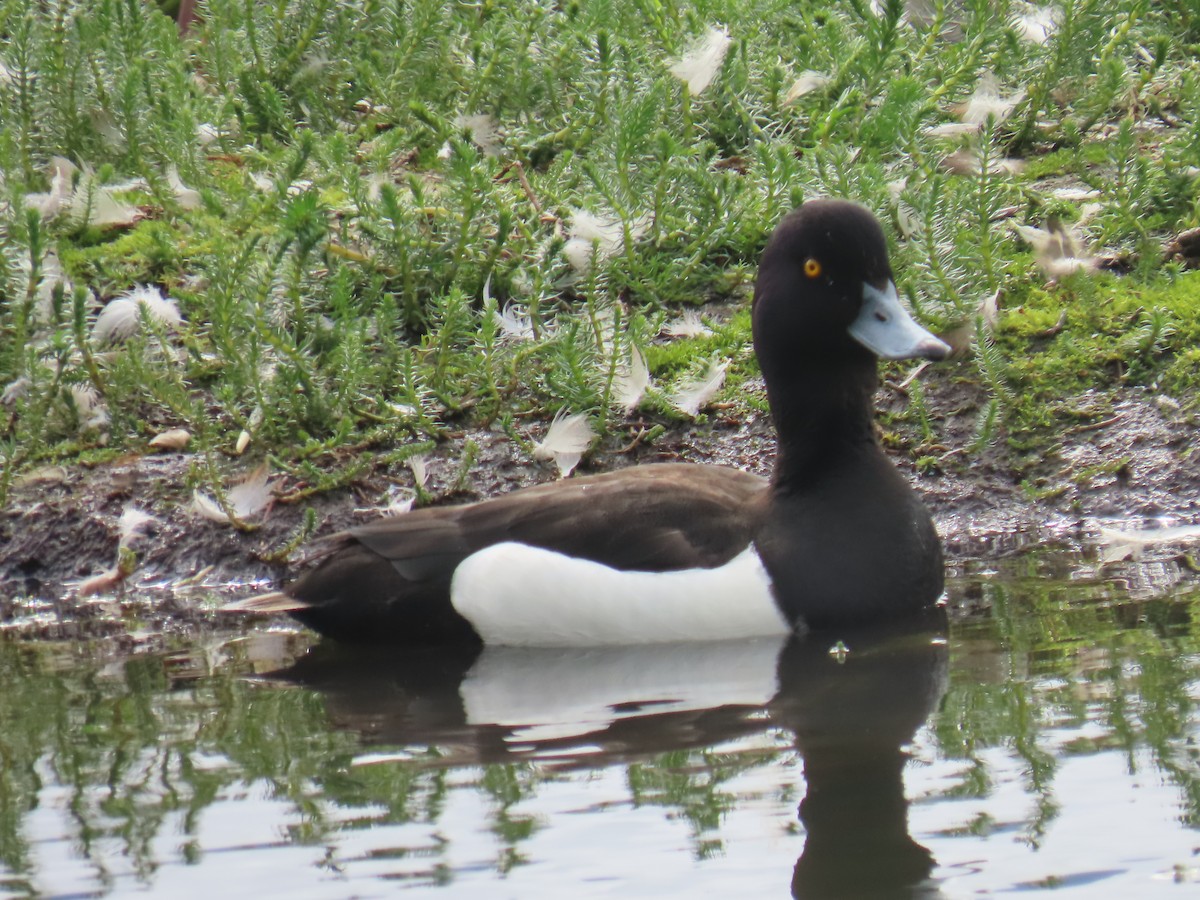 鳳頭潛鴨 - ML620697417