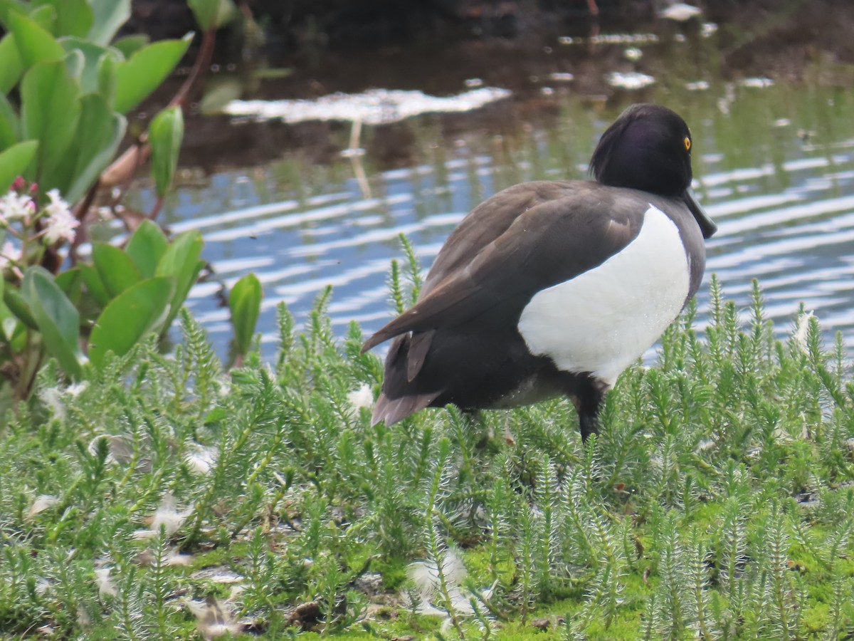 鳳頭潛鴨 - ML620697418