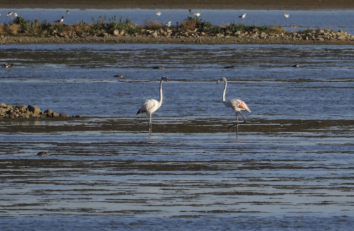 Greater Flamingo - Alfonso Rodrigo