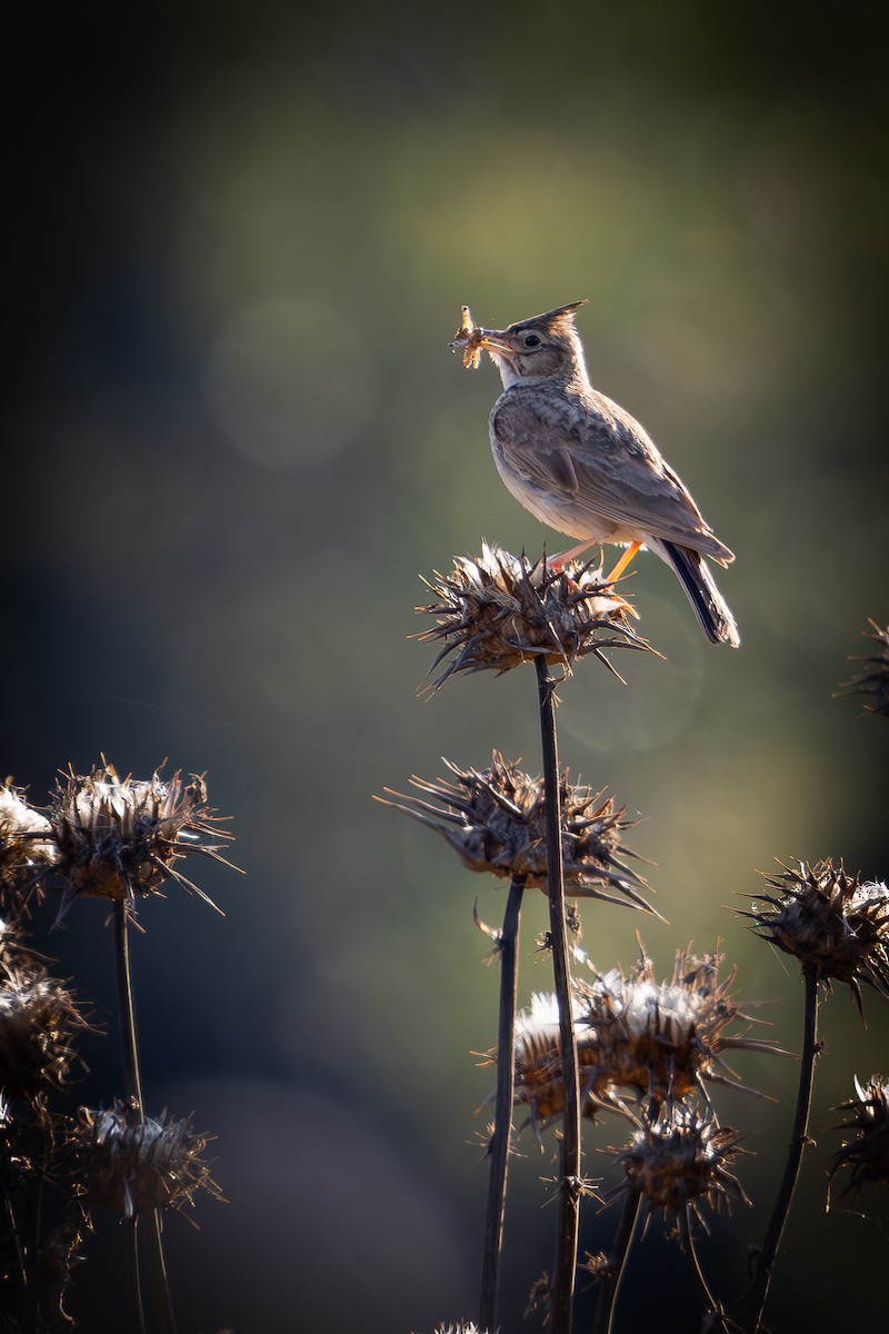 Crested Lark - ML620697423