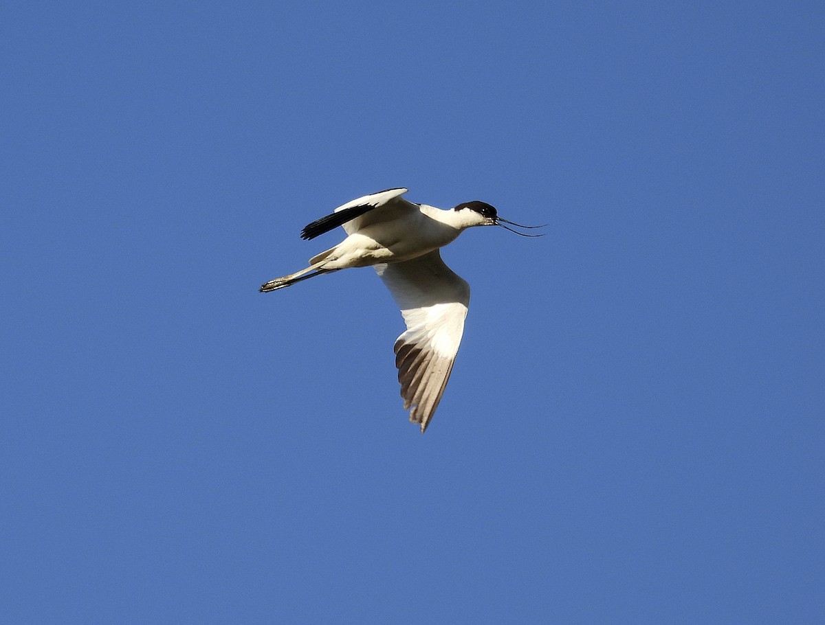 Pied Avocet - ML620697425