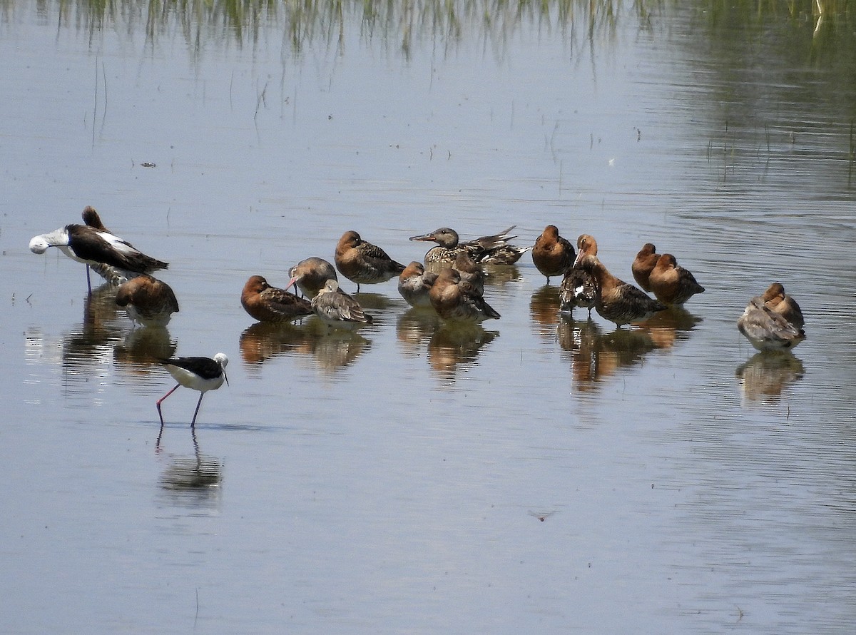 Black-tailed Godwit - ML620697426