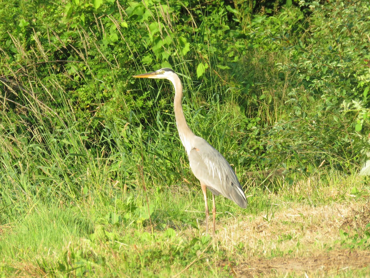 Great Blue Heron - ML620697438