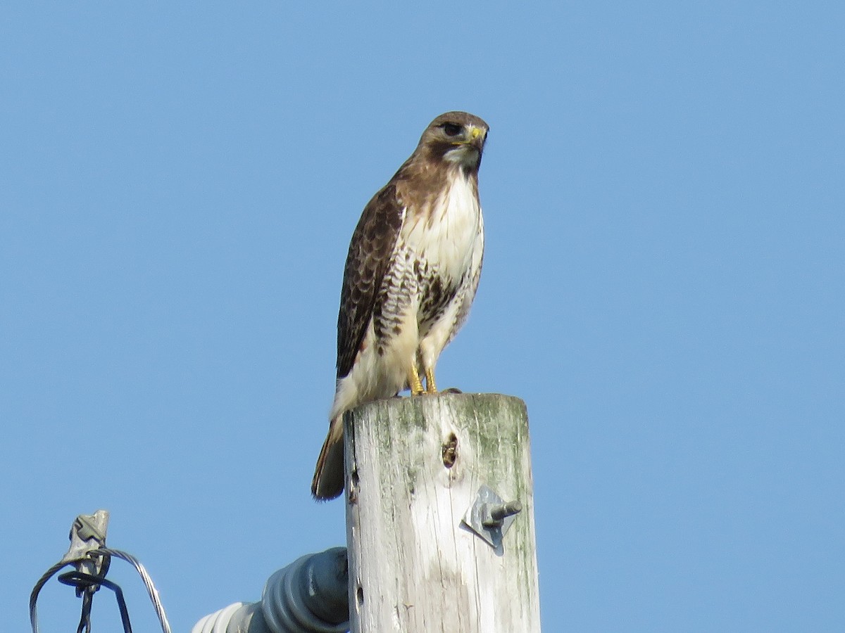 Red-tailed Hawk - ML620697440