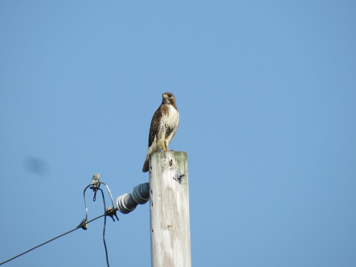 Red-tailed Hawk - ML620697441