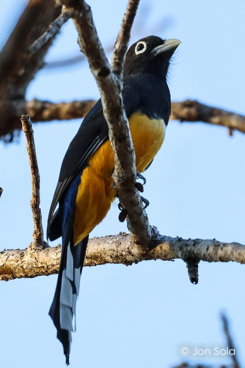 Black-headed Trogon - ML620697442