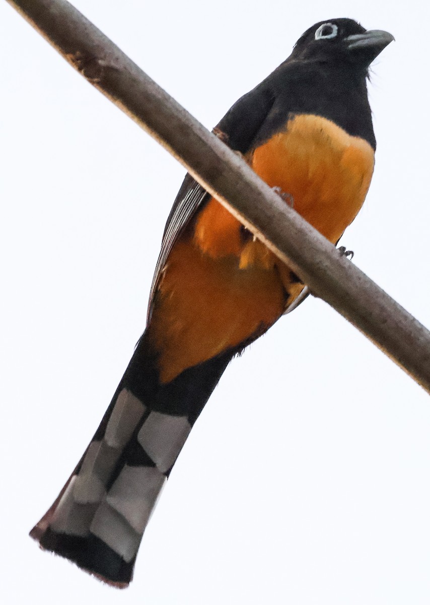 Trogon à tête noire - ML620697443