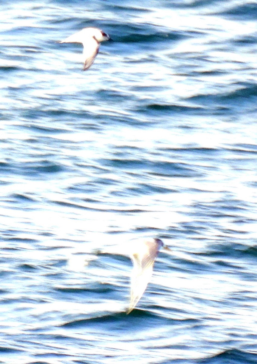 White-fronted Tern - Kathy Wilk