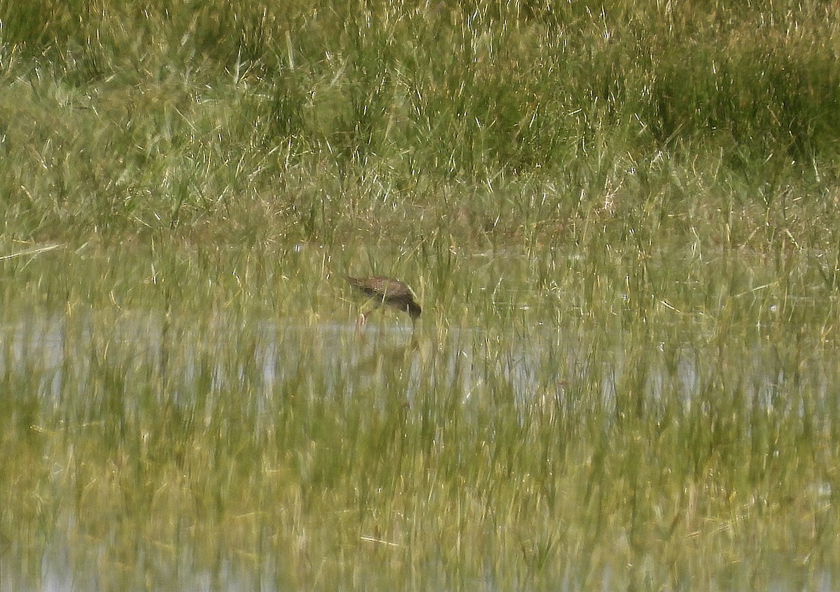 Common Redshank - ML620697445