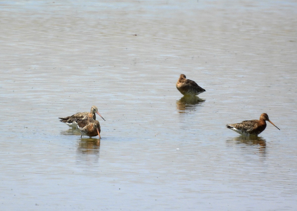 Black-tailed Godwit - ML620697447