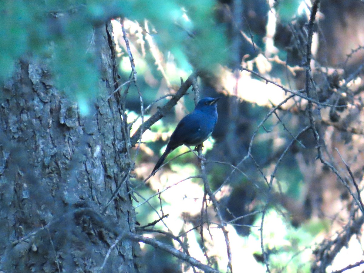 White-bellied Redstart - ML620697448