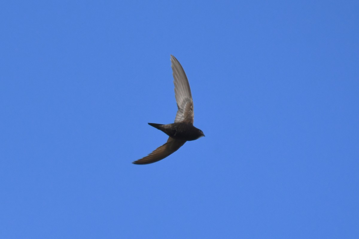 Common Swift - ML620697451