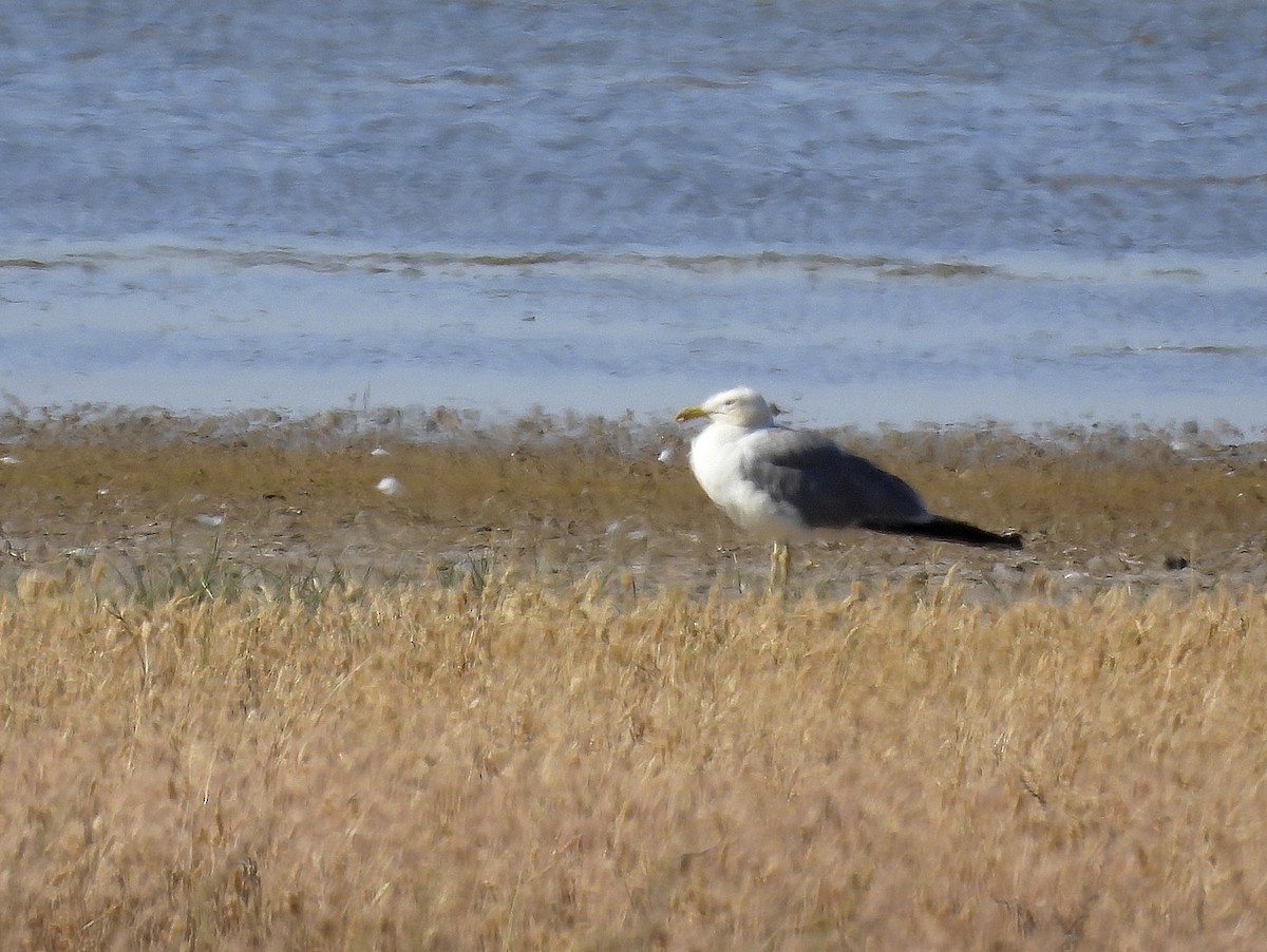 Yellow-legged Gull - ML620697452