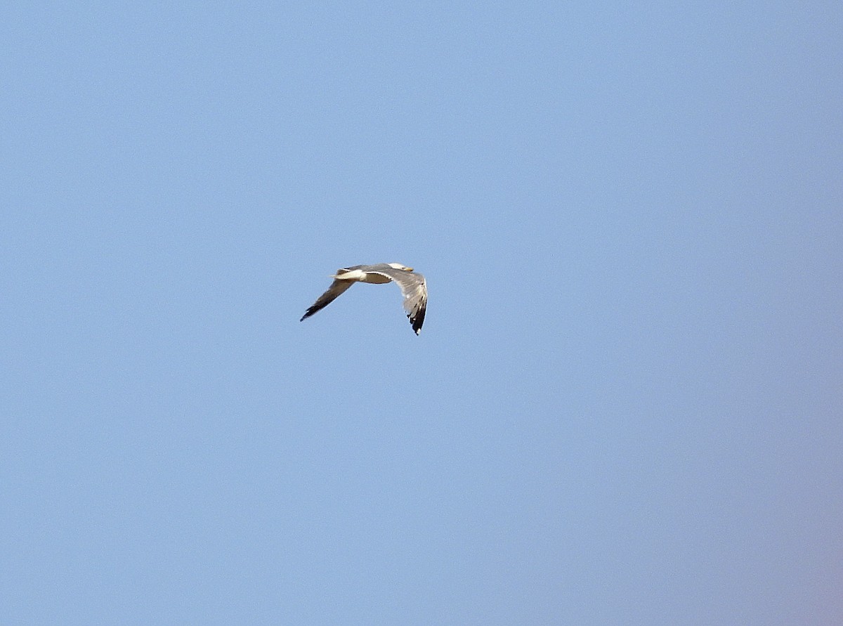 Gaviota Patiamarilla - ML620697455