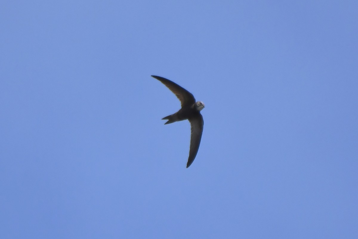 Pallid Swift - Mário Estevens