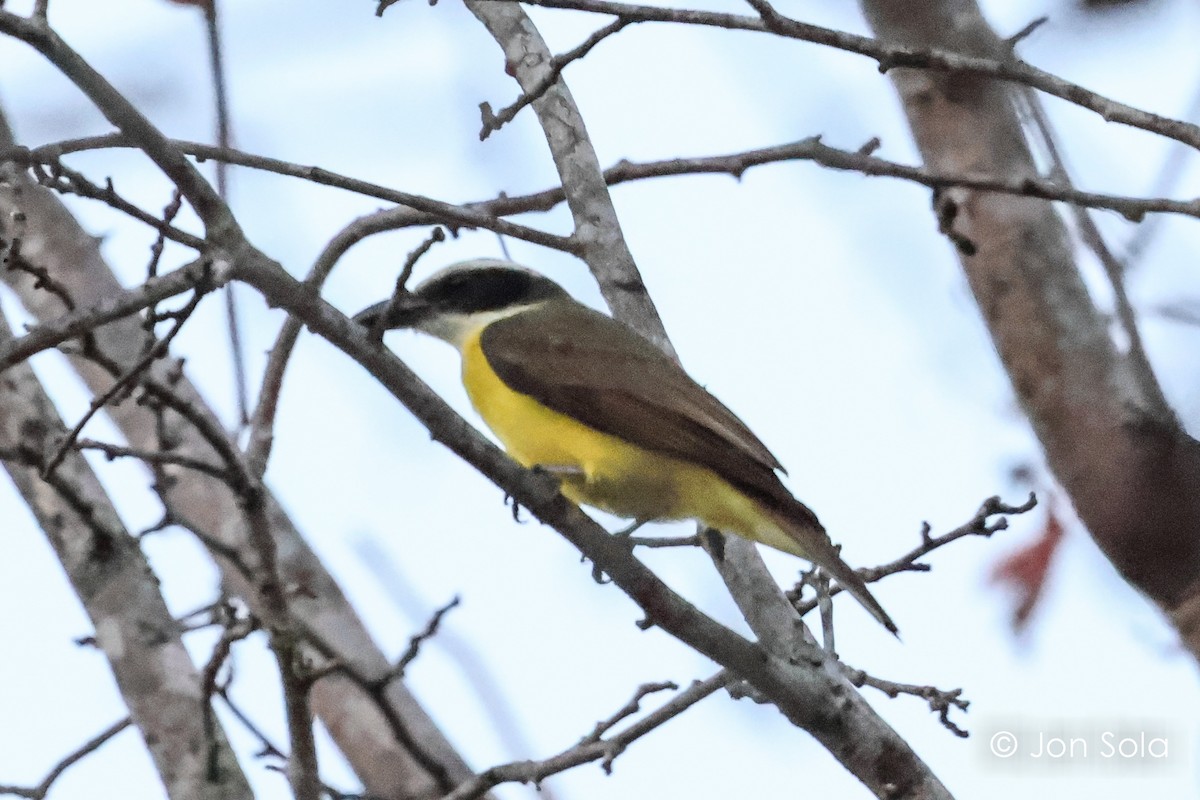 Boat-billed Flycatcher - Jon  Sola