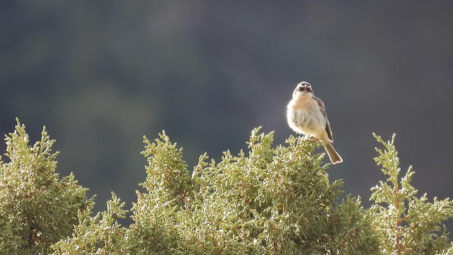 Brown Accentor - ML620697464