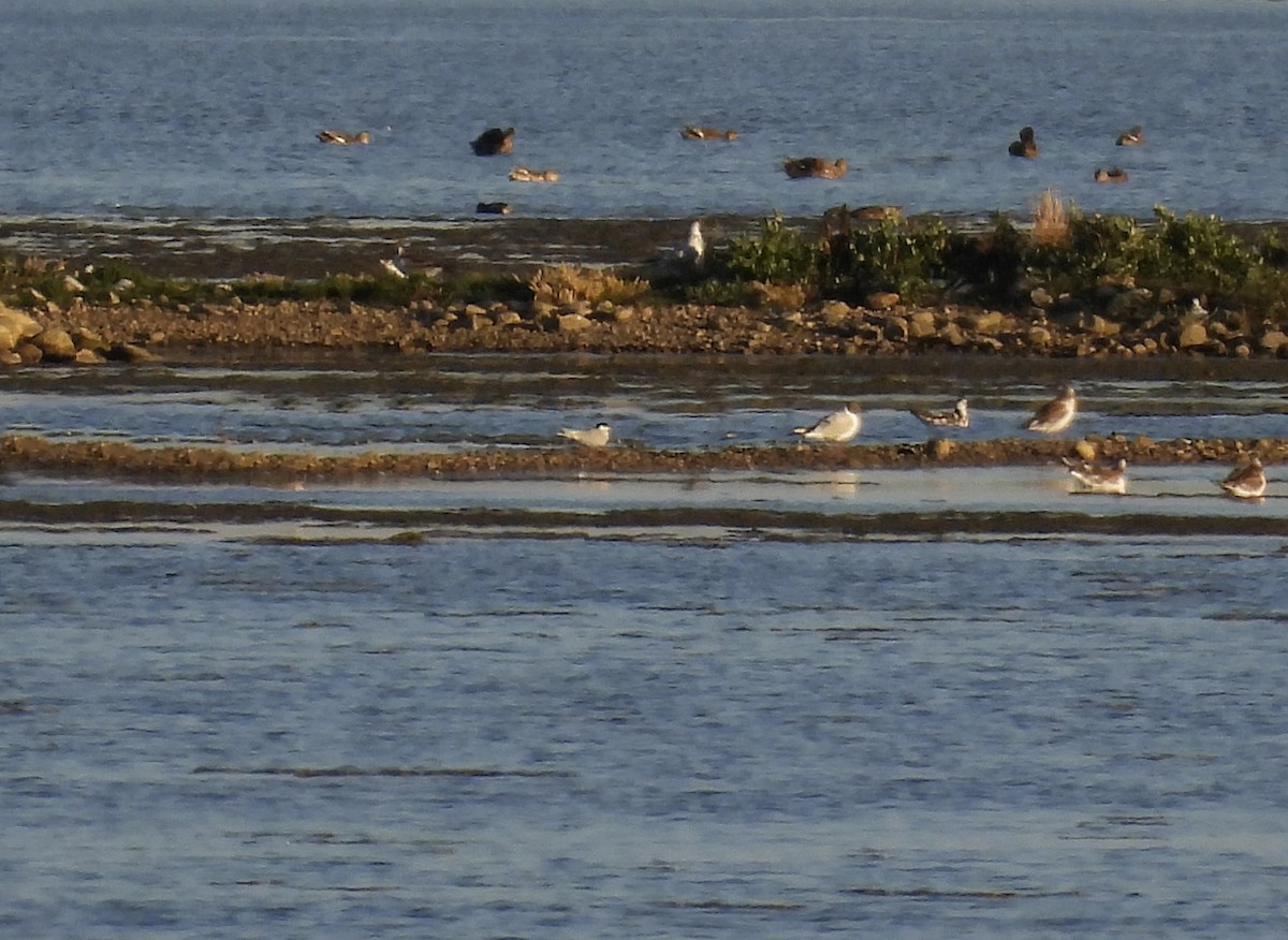 Common Tern - ML620697465