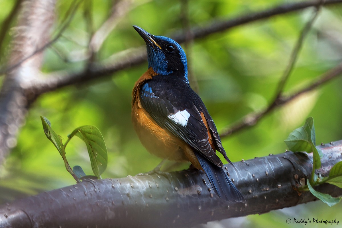 Blue-capped Rock-Thrush - ML620697466