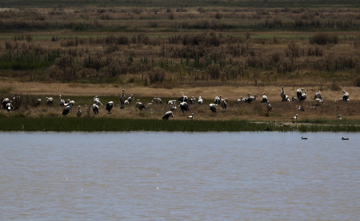 White Stork - ML620697467