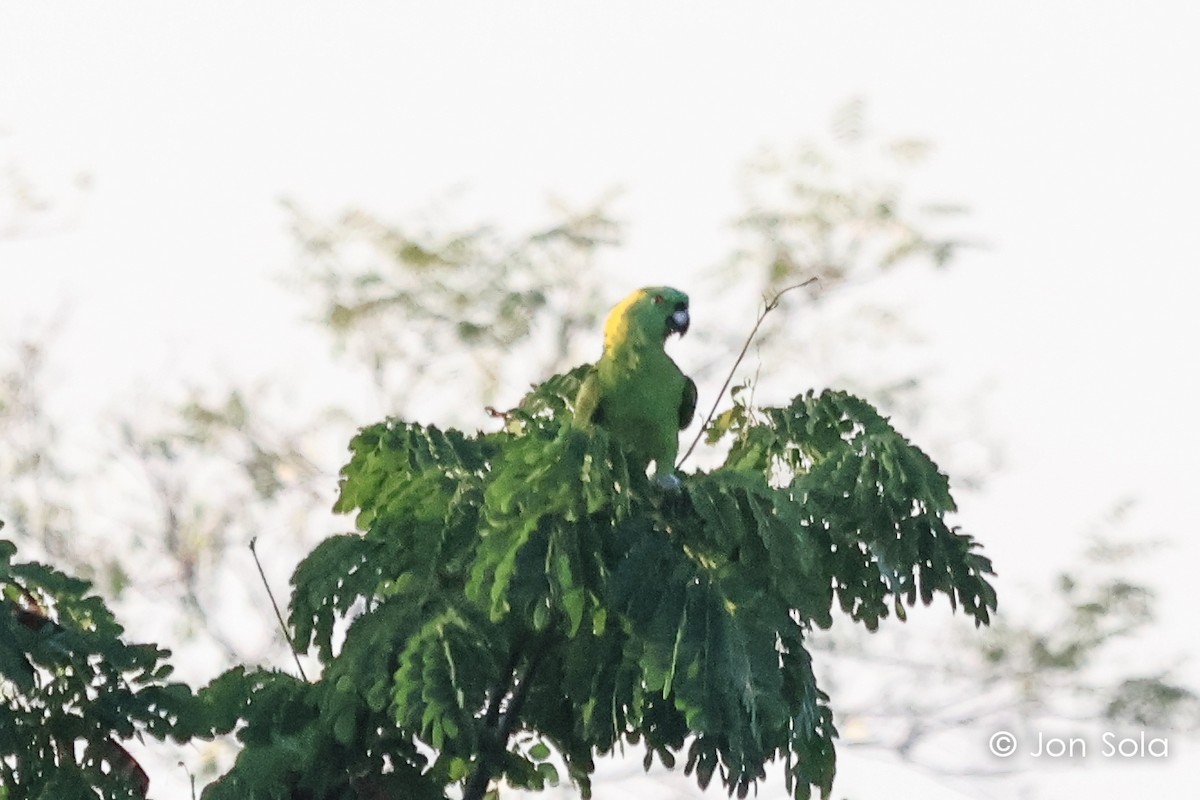 Yellow-naped Parrot - ML620697480