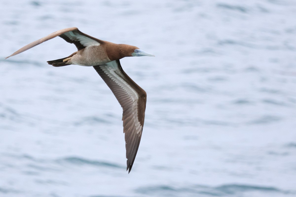 Brown Booby - ML620697481