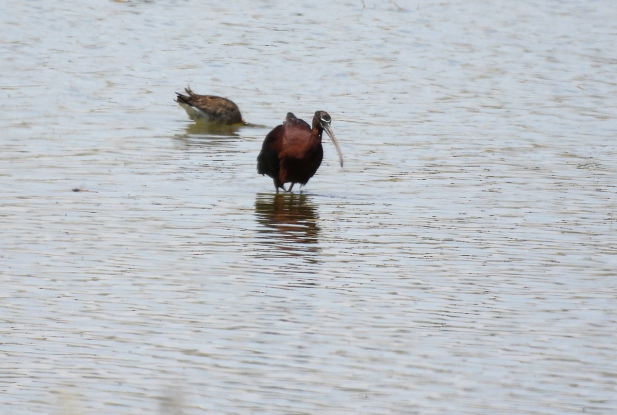 Glossy Ibis - ML620697484