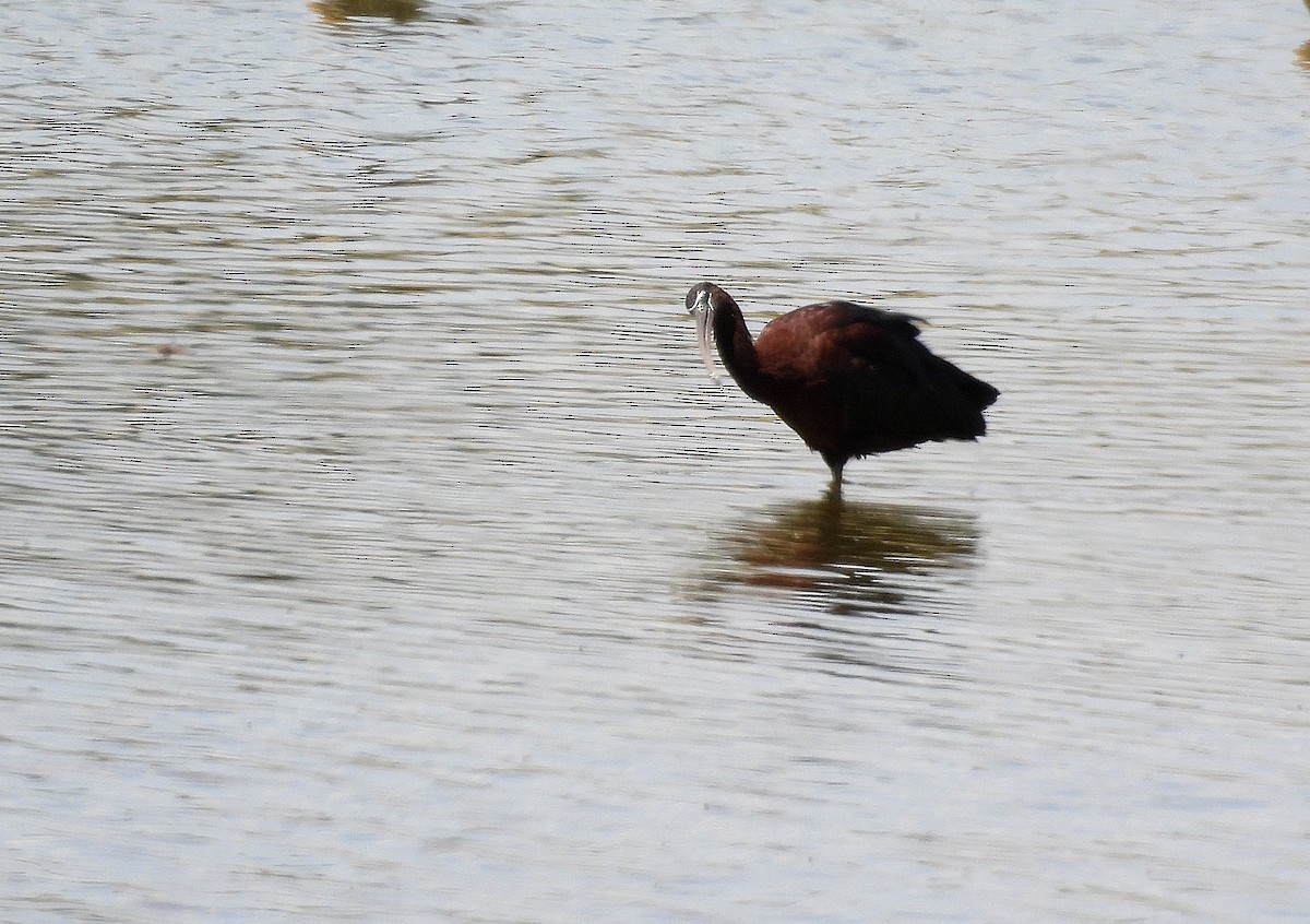 ibis hnědý - ML620697485