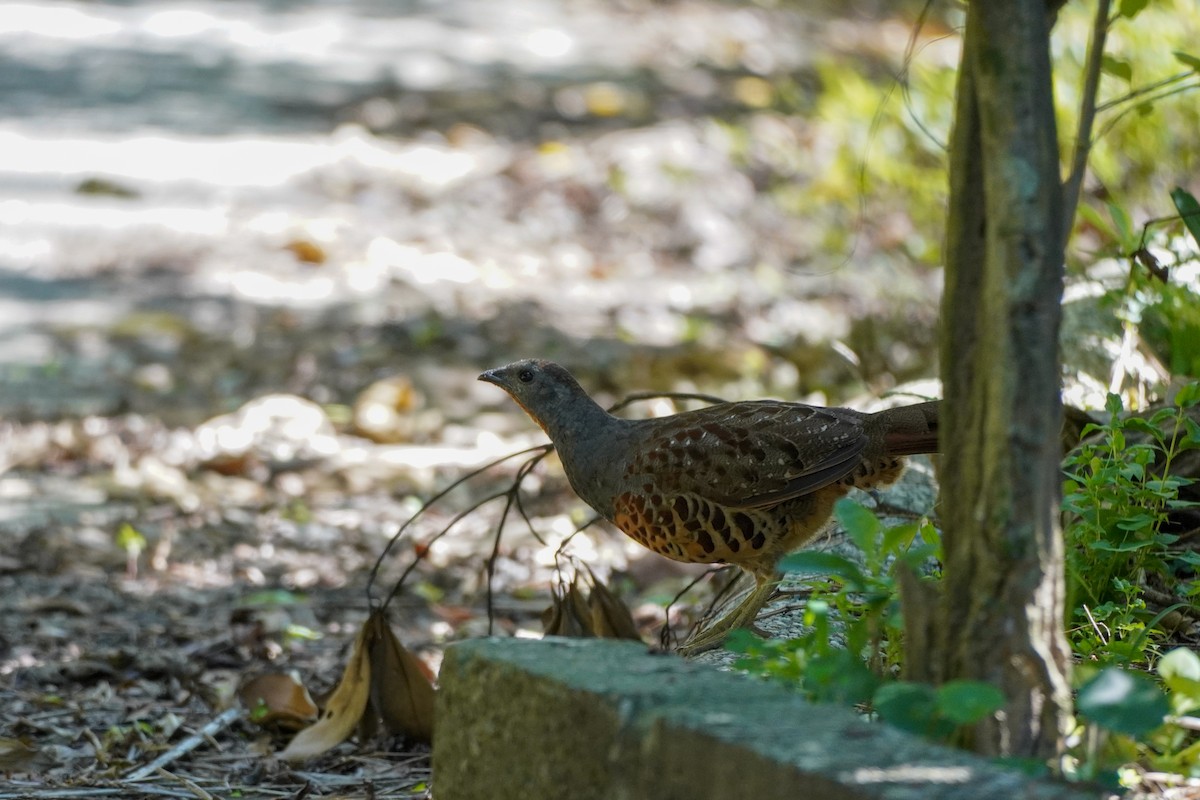 Taiwan Bamboo-Partridge - ML620697486