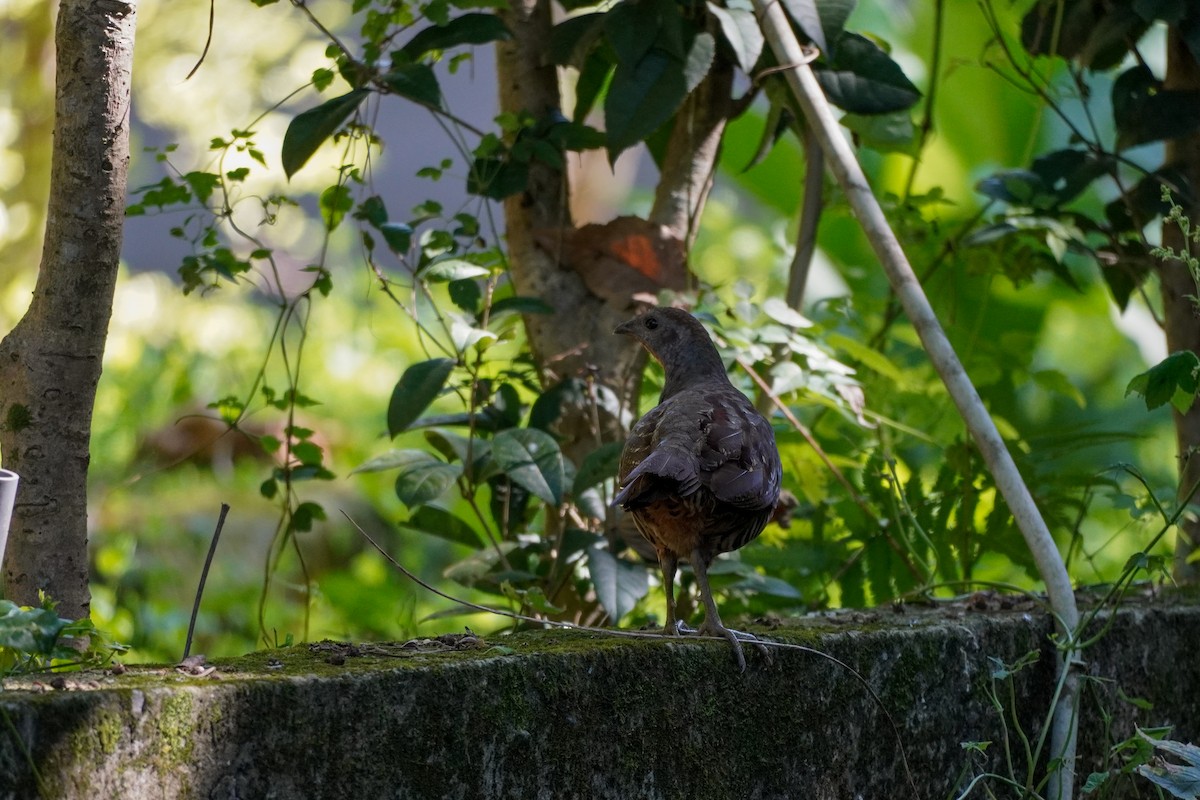 Taiwan Bamboo-Partridge - ML620697495