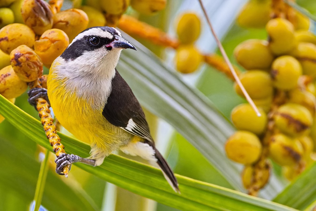 Bananaquit (Cozumel I.) - ML620697501