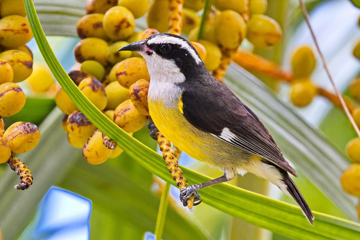 Bananaquit (Cozumel I.) - ML620697502