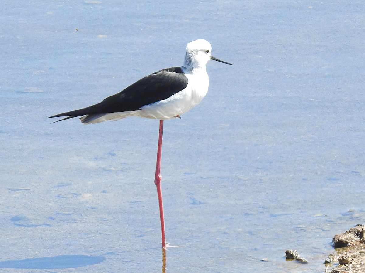 pisila čáponohá - ML620697503