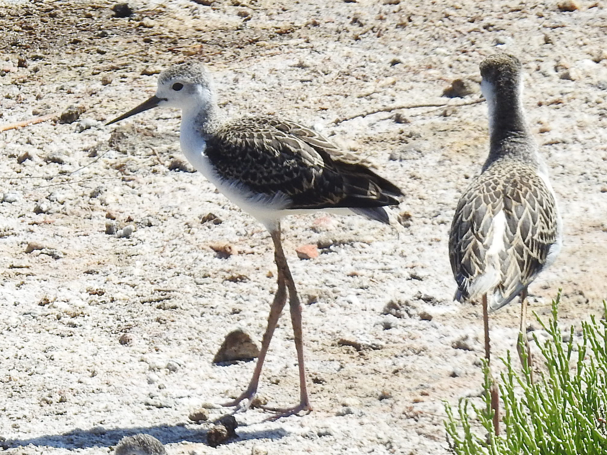 Black-winged Stilt - ML620697504